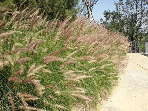 <a href='http://njszjj.com/caopingzhongzi/16012.html' target='_blank'>觀賞狼尾草種子</a>