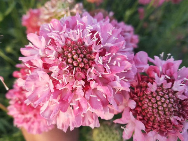 <a href='http://njszjj.com/caohuazhongzi/16014.html' target='_blank'>紫盆花種子</a>
