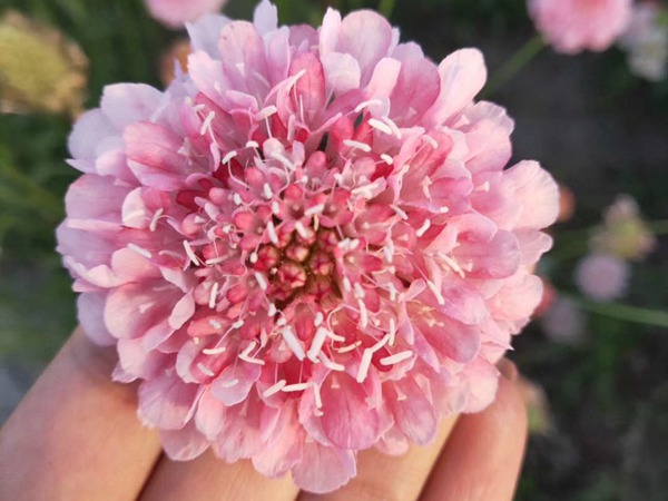紫盆花<a href='http://njszjj.com/' target='_blank'>種子</a>
