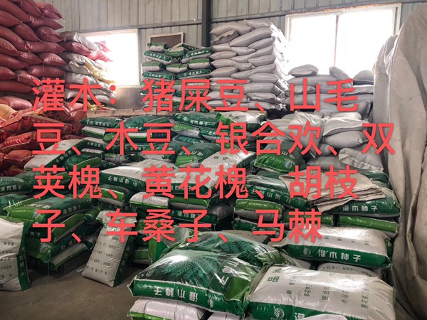 <a href='http://njszjj.com/linmuzhongzi/16015.html' target='_blank'>刺槐種子</a>