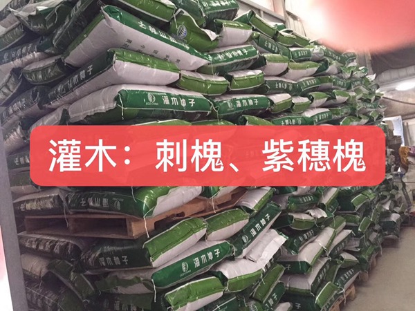 <a href='http://njszjj.com/linmuzhongzi/16015.html' target='_blank'>刺槐</a><a href='http://njszjj.com/' target='_blank'>種子</a>