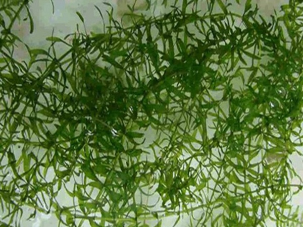 <a href='http://njszjj.com/shuicaozhongzi/1865.html' target='_blank'>伊樂(lè)藻</a>
