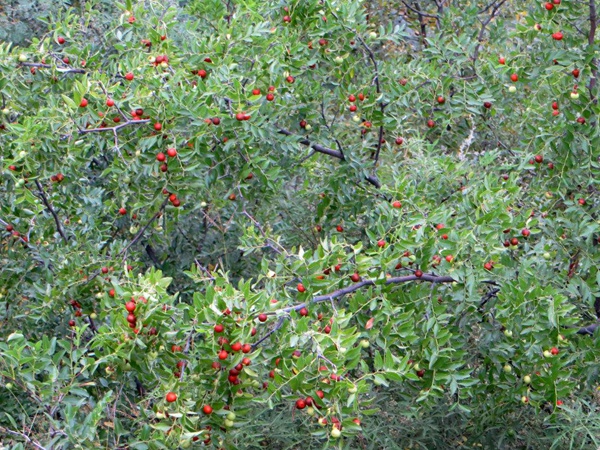 酸棗<a href='http://njszjj.com/' target='_blank'>種子</a>
