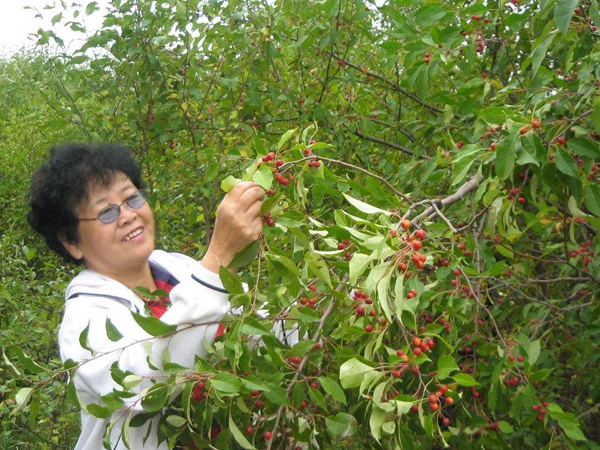 <a href='http://njszjj.com/guoshuzhongzi/2184.html' target='_blank'>山丁子種子</a>