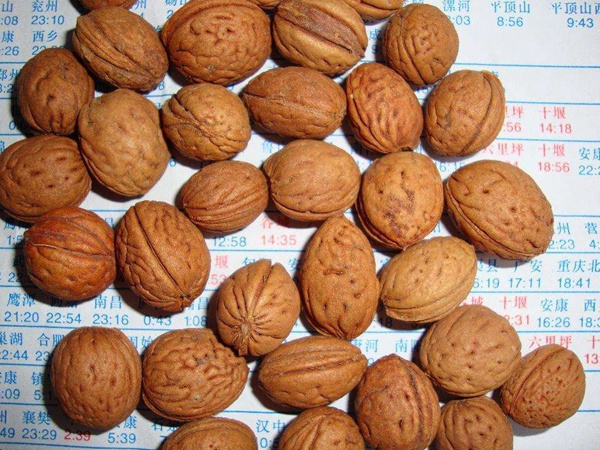 <a href='http://njszjj.com/guoshuzhongzi/2185.html' target='_blank'>山桃種子</a>