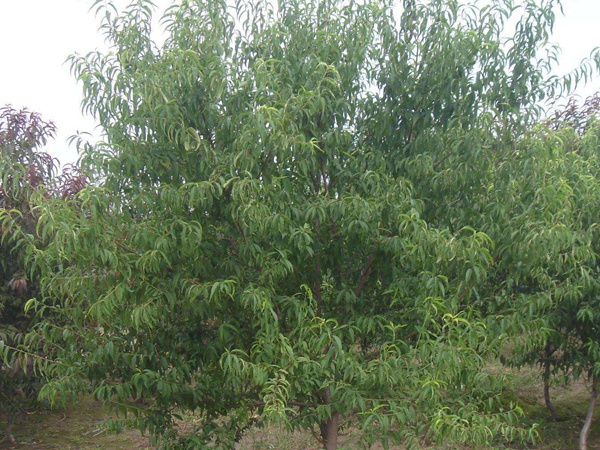 <a href='http://njszjj.com/guoshuzhongzi/2185.html' target='_blank'>山桃種子</a>