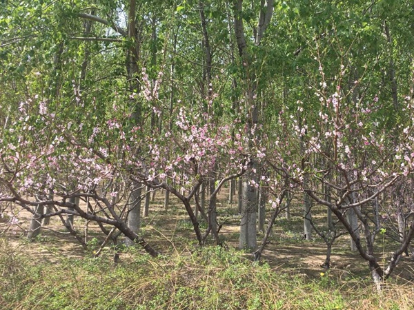 山桃<a href='http://njszjj.com/' target='_blank'>種子</a>