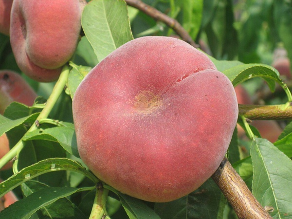 <a href='http://njszjj.com/guoshuzhongzi/2183.html' target='_blank'>蟠桃種子</a>
