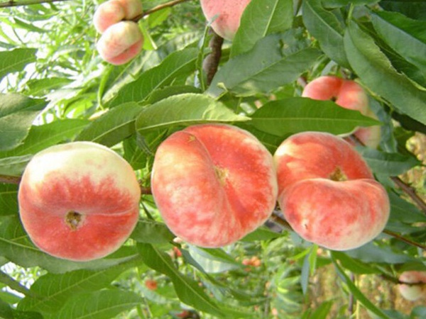 <a href='http://njszjj.com/guoshuzhongzi/2183.html' target='_blank'>蟠桃</a><a href='http://njszjj.com/' target='_blank'>種子</a>