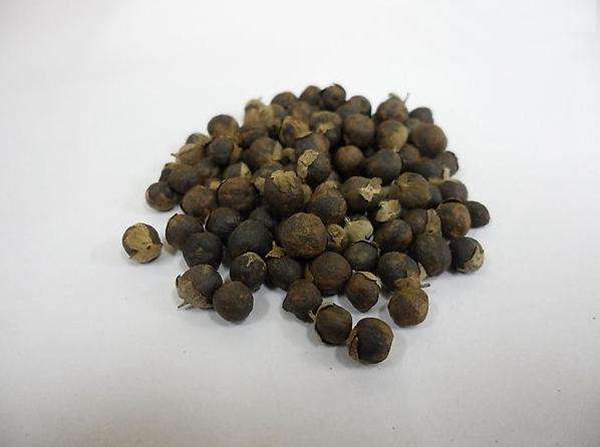 <a href='http://njszjj.com/linmuzhongzi/2192.html' target='_blank'>蔓荊子種子</a>