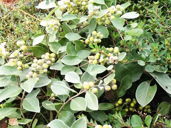 <a href='http://njszjj.com/linmuzhongzi/2192.html' target='_blank'>蔓荊子種子</a>