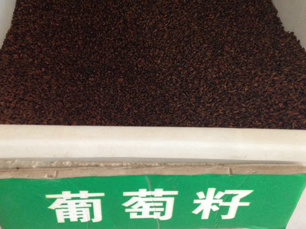 <a href='http://njszjj.com/guoshuzhongzi/1887.html' target='_blank'>葡萄</a><a href='http://njszjj.com/' target='_blank'>種子</a>