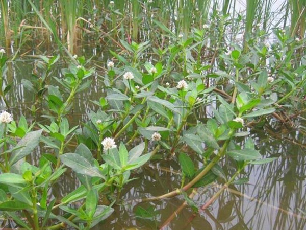 <a href='http://njszjj.com/shuicaozhongzi/1869.html' target='_blank'>空心蓮子草</a>