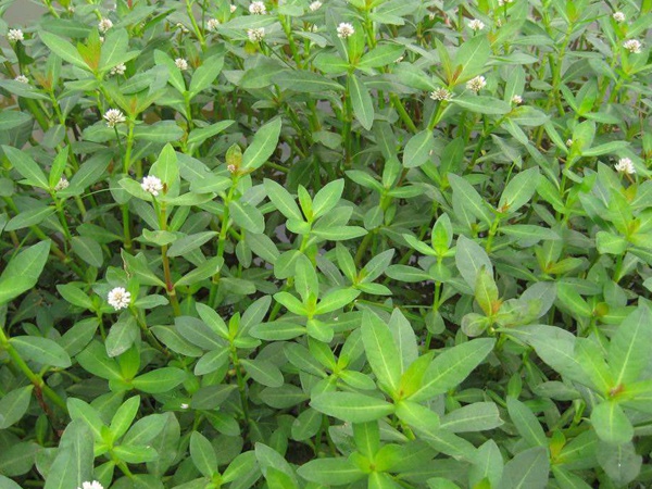 <a href='http://njszjj.com/shuicaozhongzi/1862.html' target='_blank'>水花生</a>