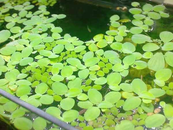<a href='http://njszjj.com/shuicaozhongzi/1861.html' target='_blank'>水浮萍</a>