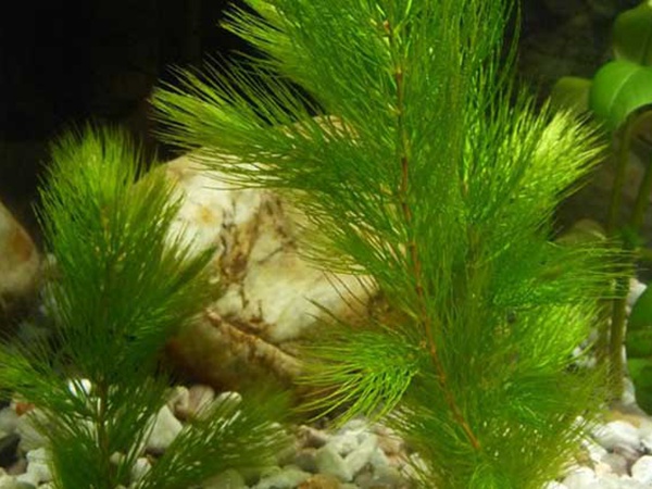 <a href='http://njszjj.com/shuicaozhongzi/1857.html' target='_blank'>金魚藻種子</a>