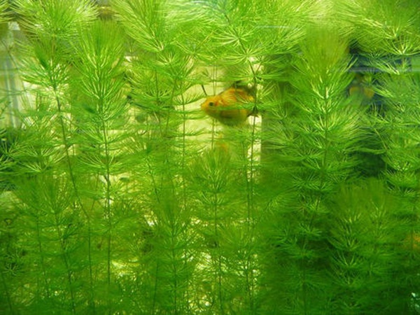 金魚藻<a href='http://njszjj.com/' target='_blank'>種子</a>