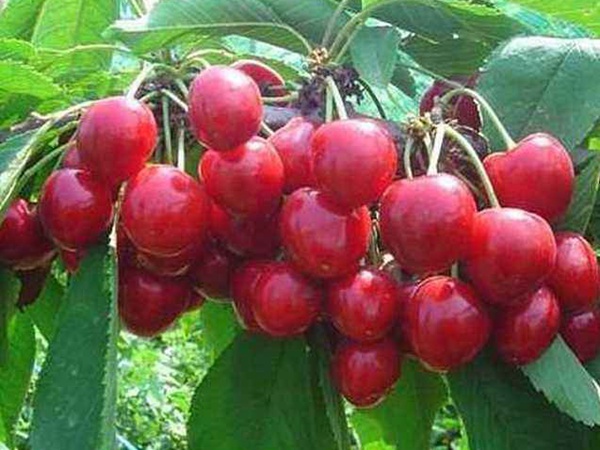 <a href='http://njszjj.com/guoshuzhongzi/2186.html' target='_blank'>山櫻桃</a>