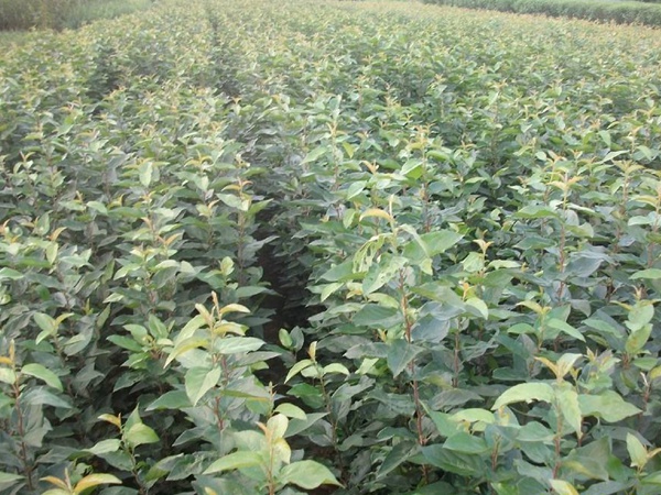 <a href='http://njszjj.com/guoshuzhongzi/2008.html' target='_blank'>杜梨</a>