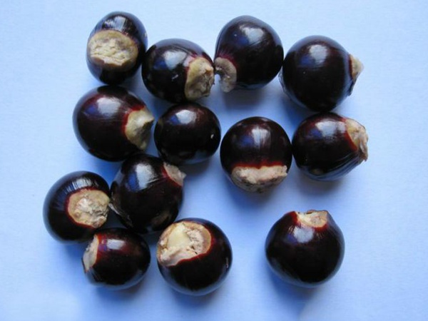 <a href='http://njszjj.com/guoshuzhongzi/2180.html' target='_blank'>桂圓</a>