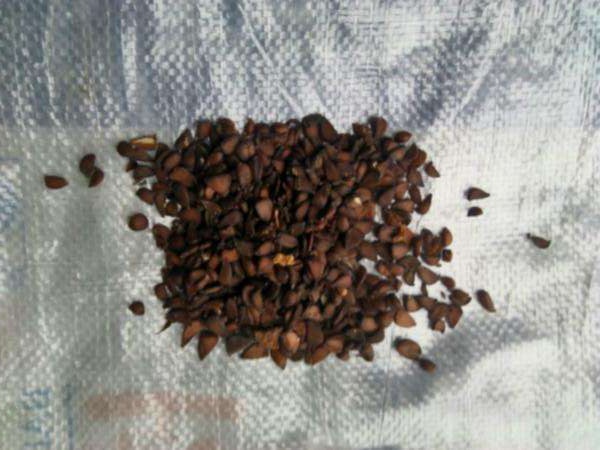 <a href='http://njszjj.com/guoshuzhongzi/2178.html' target='_blank'>番木瓜種子</a>