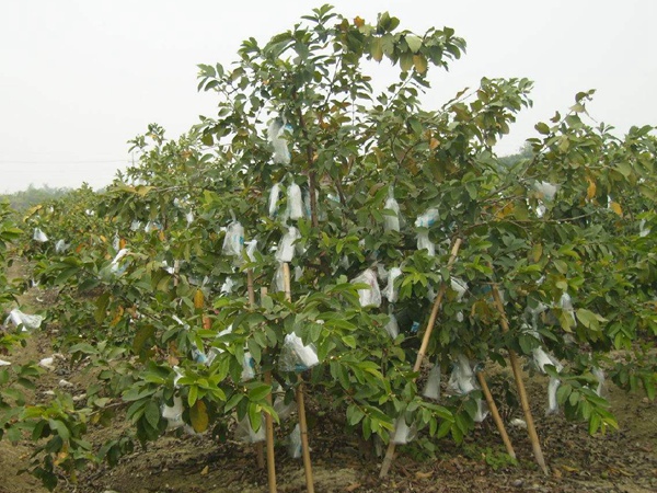 <a href='http://njszjj.com/guoshuzhongzi/2175.html' target='_blank'>潘石榴</a>