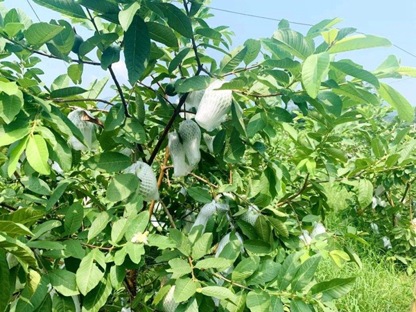 潘<a href='http://njszjj.com/guoshuzhongzi/1885.html' target='_blank'>石榴</a>