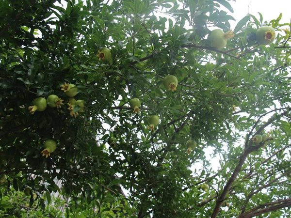 <a href='http://njszjj.com/guoshuzhongzi/2175.html' target='_blank'>潘石榴</a>