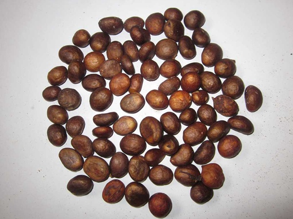 <a href='http://njszjj.com/guoshuzhongzi/1886.html' target='_blank'>枇杷種子</a>