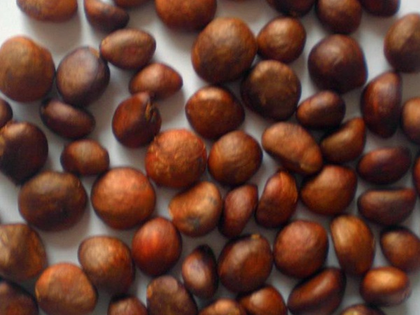 枇杷<a href='http://njszjj.com/' target='_blank'>種子</a>