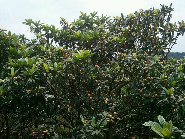 <a href='http://njszjj.com/guoshuzhongzi/1886.html' target='_blank'>枇杷種子</a>