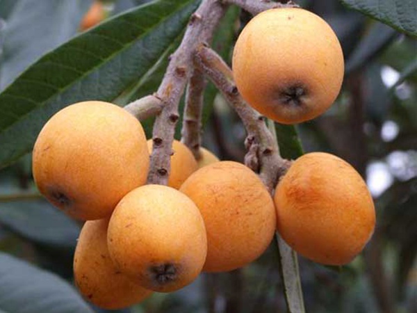 枇杷<a href='http://njszjj.com/' target='_blank'>種子</a>