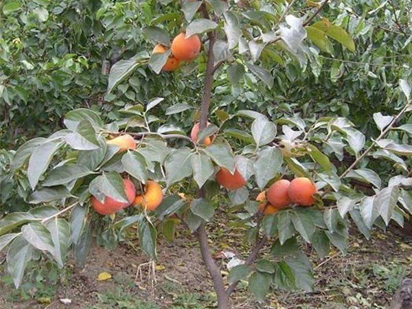 <a href='http://njszjj.com/guoshuzhongzi/1878.html' target='_blank'>柿樹(shù)種子</a>