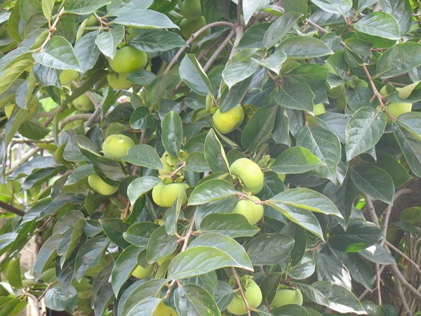 柿樹(shù)<a href='http://njszjj.com/' target='_blank'>種子</a>