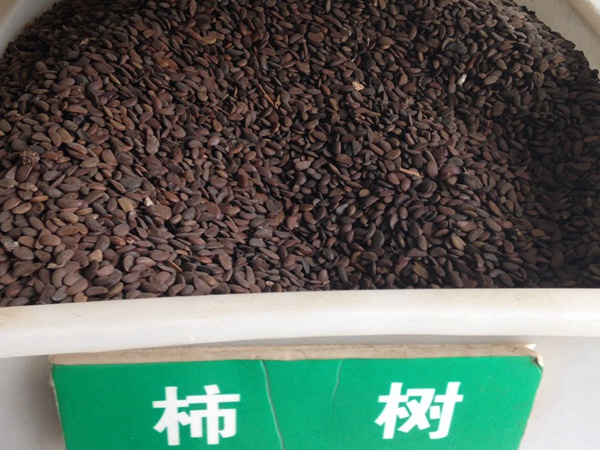 柿樹(shù)<a href='http://njszjj.com/' target='_blank'>種子</a>