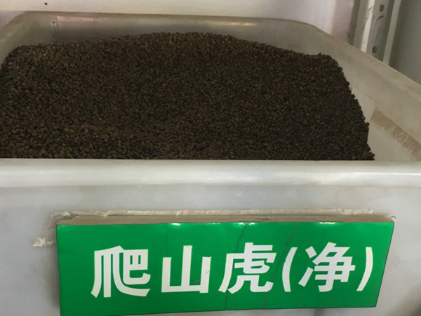<a href='http://njszjj.com/linmuzhongzi/2193.html' target='_blank'>爬山虎種子</a>