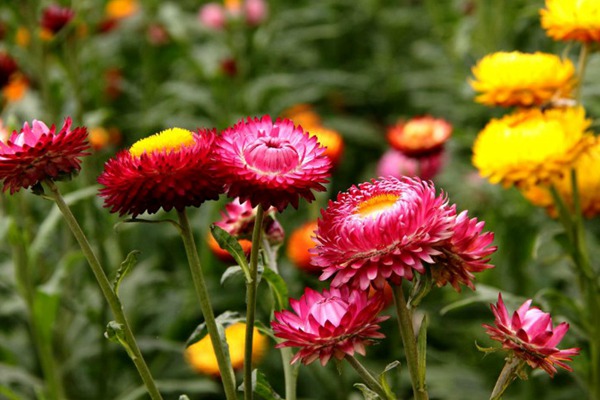 <a href='http://njszjj.com/caohuazhongzi/16046.html' target='_blank'>麥桿菊</a>