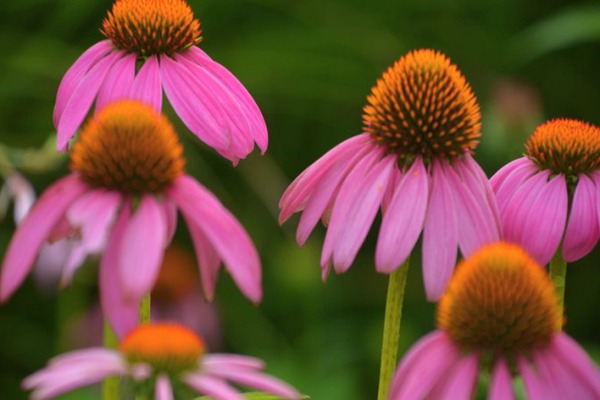 <a href='http://njszjj.com/caohuazhongzi/16047.html' target='_blank'>松果菊</a>