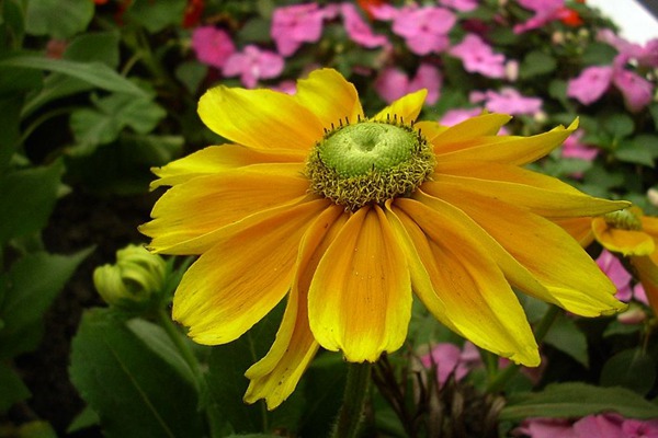 <a href='http://njszjj.com/caohuazhongzi/16049.html' target='_blank'>金光菊</a>