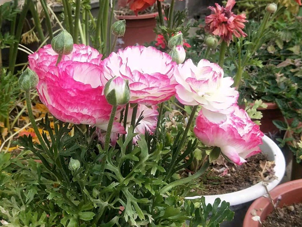 <a href='http://njszjj.com/caohuazhongzi/16052.html' target='_blank'>花毛茛</a>