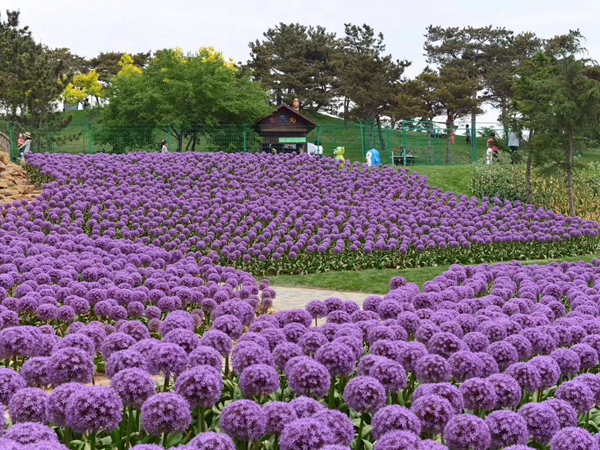 <a href='http://njszjj.com/caohuazhongzi/1039.html' target='_blank'>大花蔥</a>