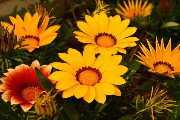 <a href='http://njszjj.com/caohuazhongzi/16053.html' target='_blank'>勛章菊</a>
