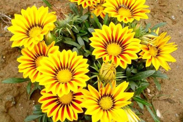 <a href='http://njszjj.com/caohuazhongzi/16053.html' target='_blank'>勛章菊</a>