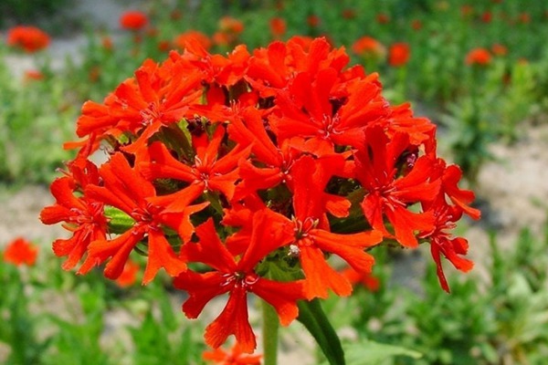 <a href='http://njszjj.com/caohuazhongzi/16308.html' target='_blank'>剪秋羅</a>