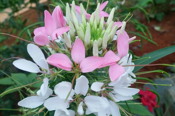 <a href='http://njszjj.com/caohuazhongzi/16533.html' target='_blank'>醉碟花</a>