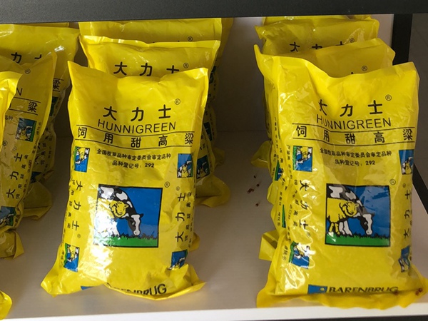 <a href='http://njszjj.com/mucaozhongzi/16575.html' target='_blank'>大力士甜高粱種子</a>
