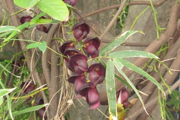 雞<a href='http://njszjj.com/linmuzhongzi/2189.html' target='_blank'>血藤</a>