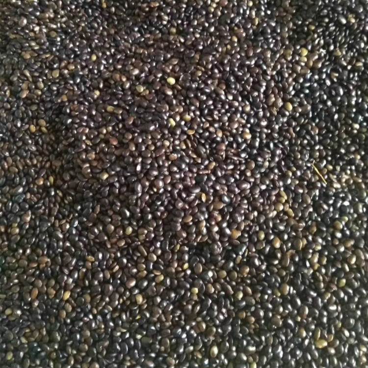 <a href='http://njszjj.com/linmuzhongzi/1841.html' target='_blank'>國(guó)槐種子</a>槐樹(shù)籽
