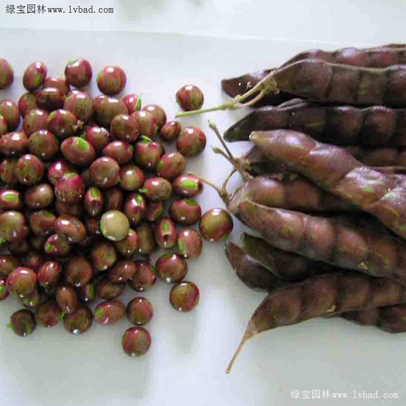 <a href='http://njszjj.com/linmuzhongzi/22337.html' target='_blank'>木豆種子</a>