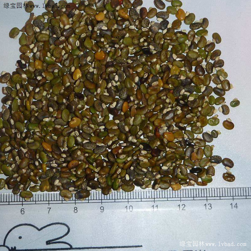 <a href='http://njszjj.com/linmuzhongzi/22339.html' target='_blank'>山毛豆</a>